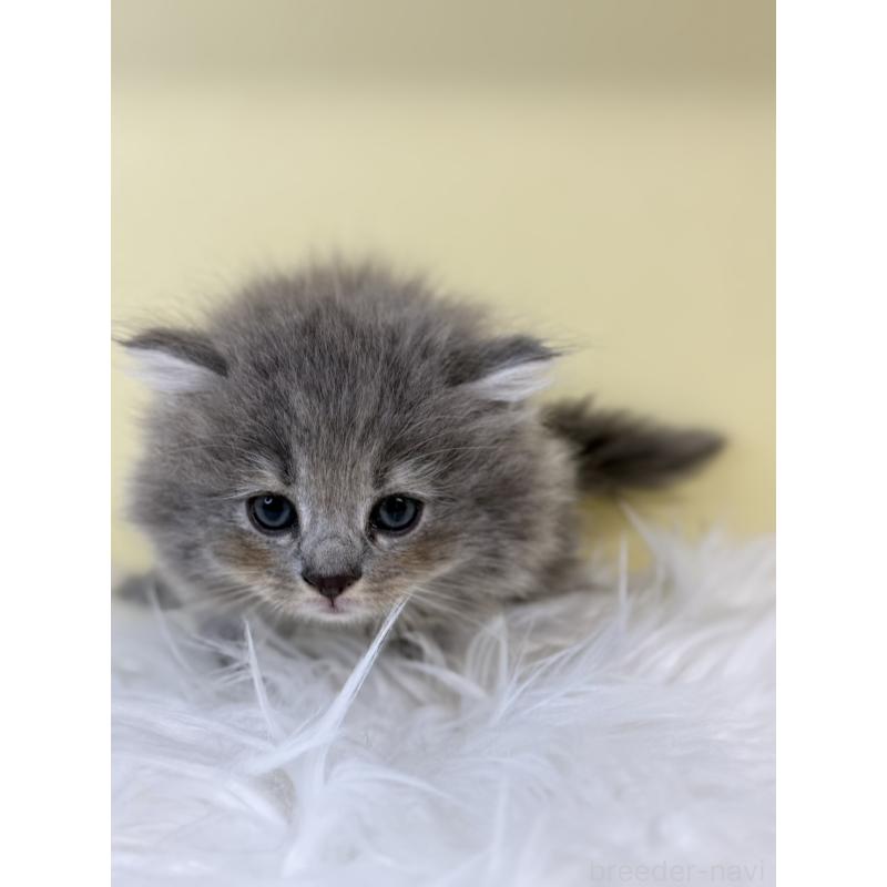 販売中の埼玉県のサイベリアン-135491の4枚目