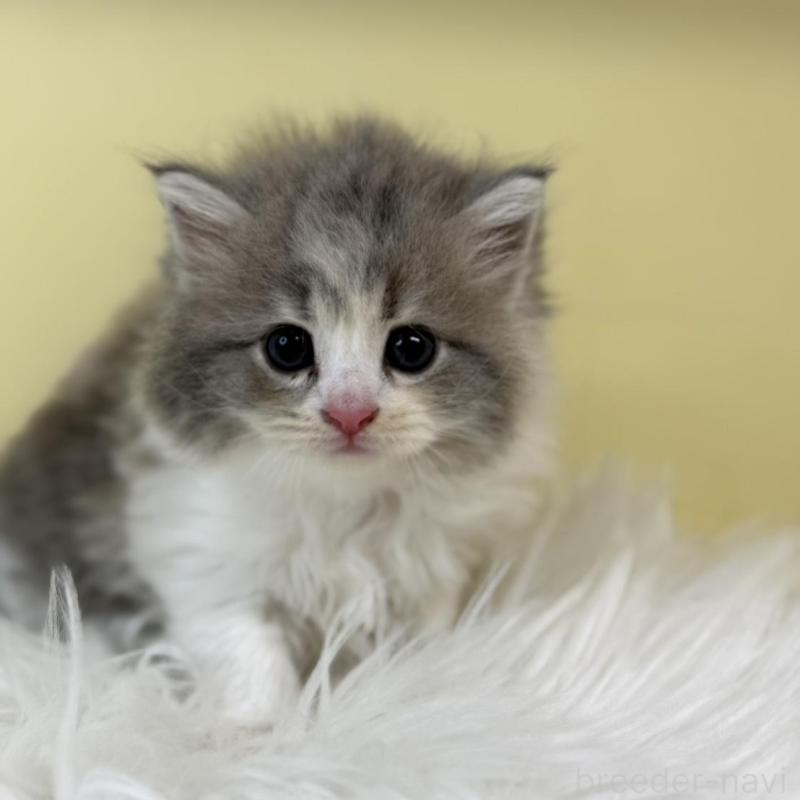 販売中の埼玉県のサイベリアン-135492の4枚目