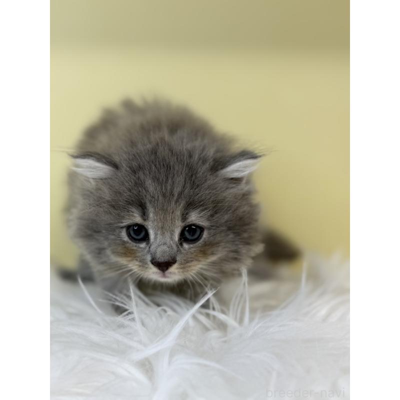 販売中の埼玉県のサイベリアン-135491の3枚目