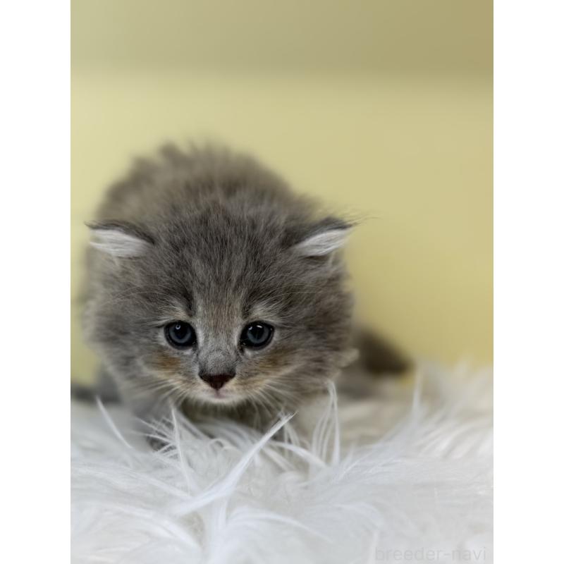 販売中の埼玉県のサイベリアン-135491の2枚目