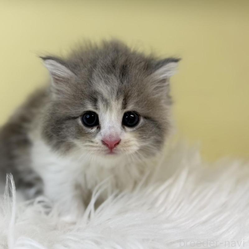 販売中の埼玉県のサイベリアン-135492の3枚目