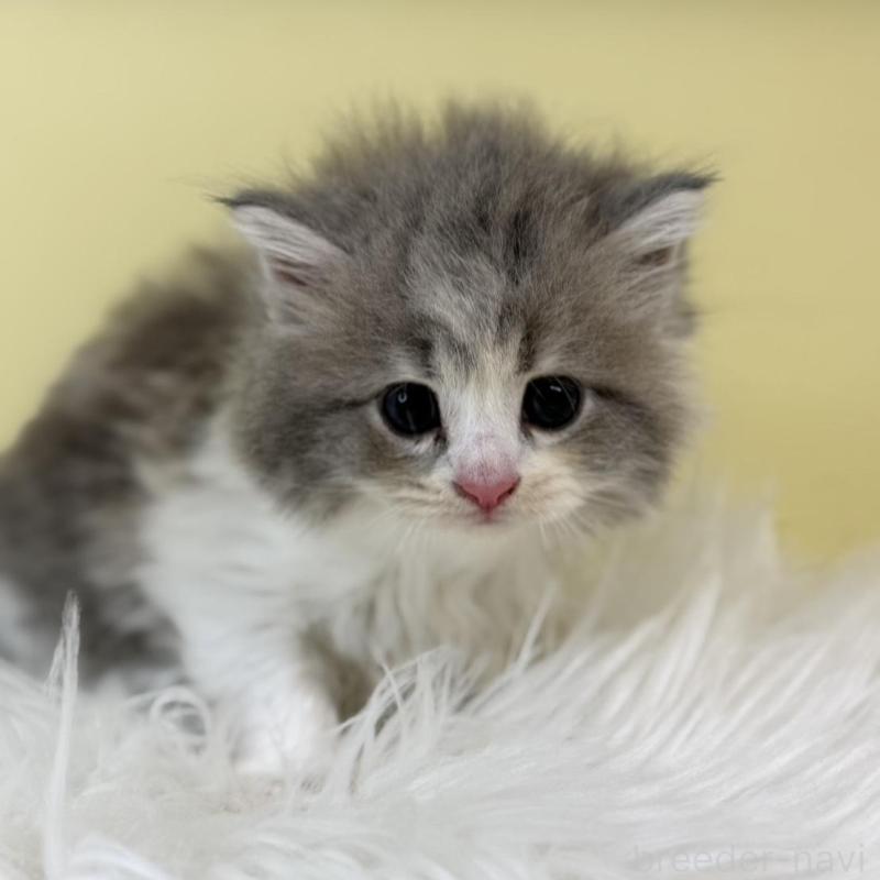 販売中の埼玉県のサイベリアン-135492の2枚目