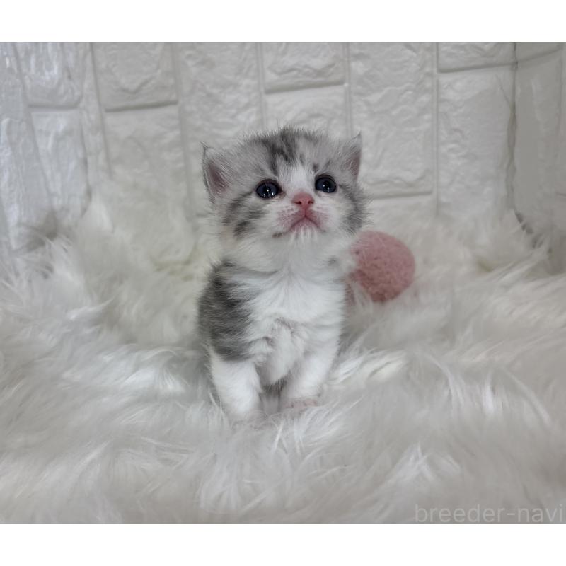 販売中の福岡県のマンチカン(短足)-135647の4枚目