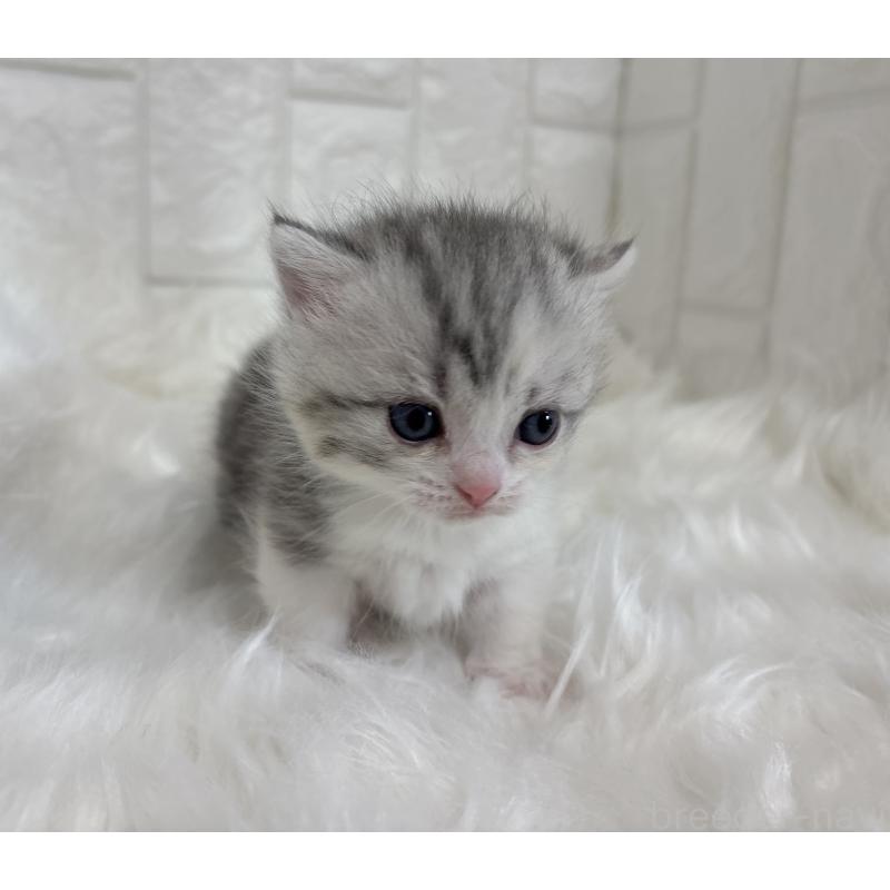 販売中の福岡県のマンチカン(短足)-135647の3枚目