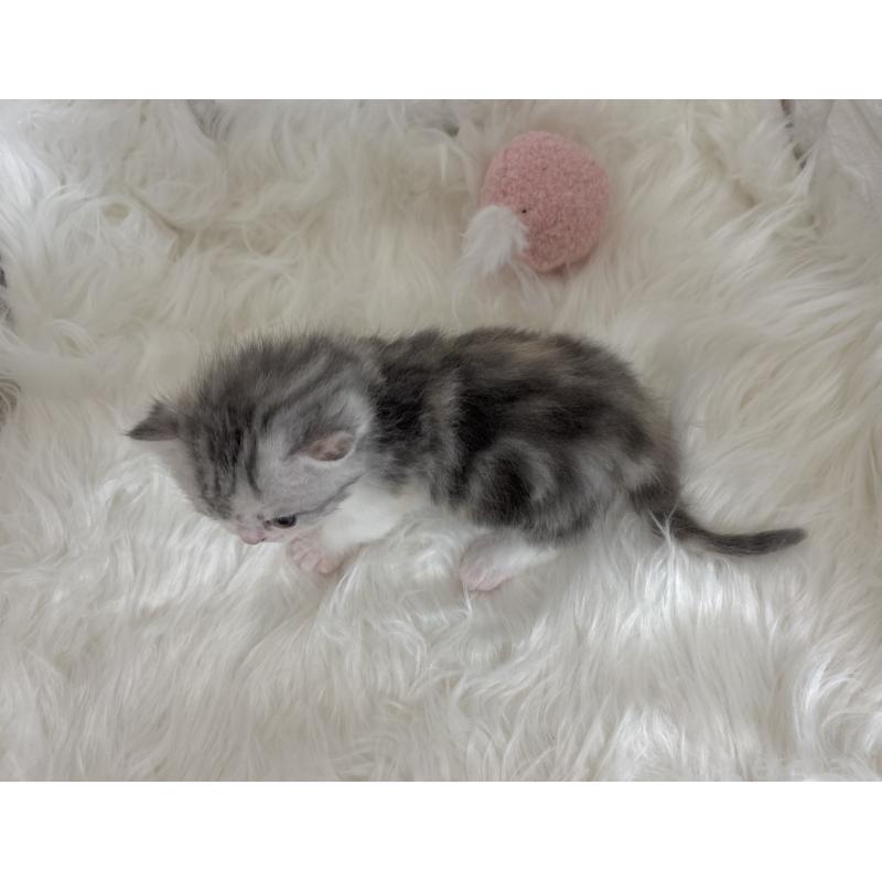 販売中の福岡県のマンチカン(短足)-135647の2枚目