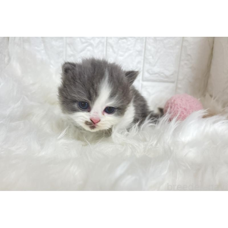 販売中の福岡県のマンチカン(短足)-135648の3枚目