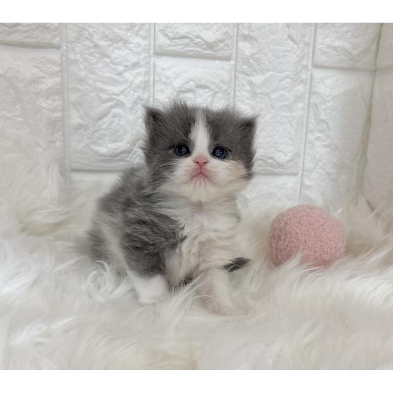 販売中の福岡県のマンチカン-135649の4枚目