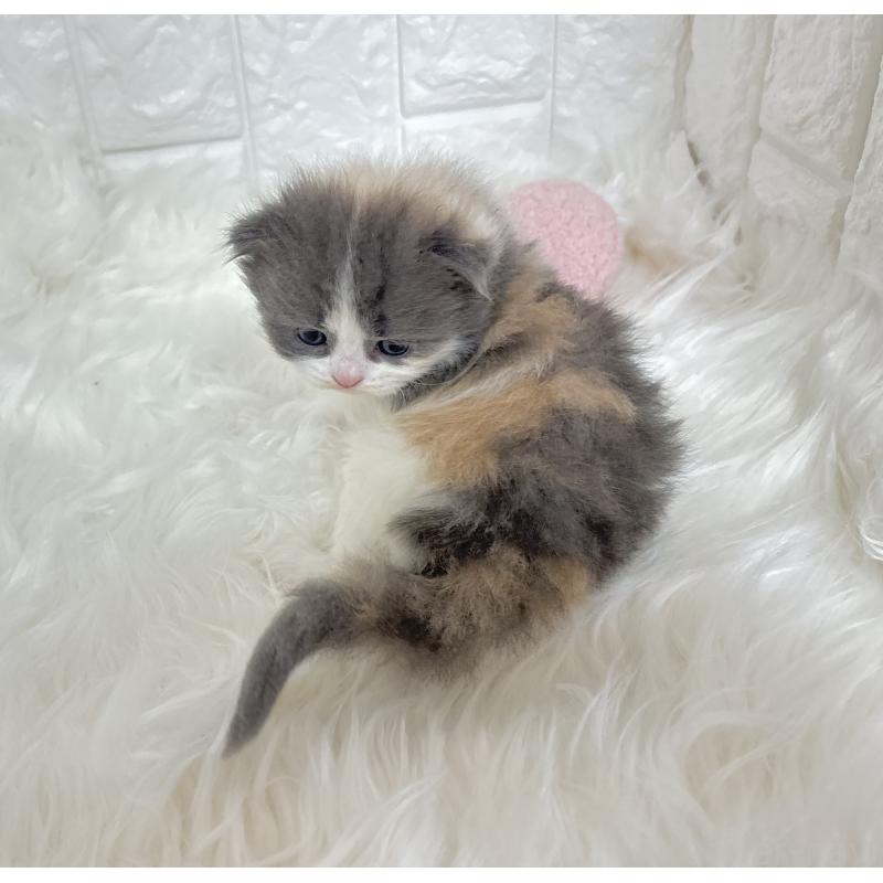 販売中の福岡県のマンチカン-135649の3枚目