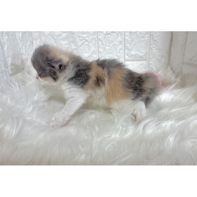 販売中の福岡県のマンチカン-135649の2枚目