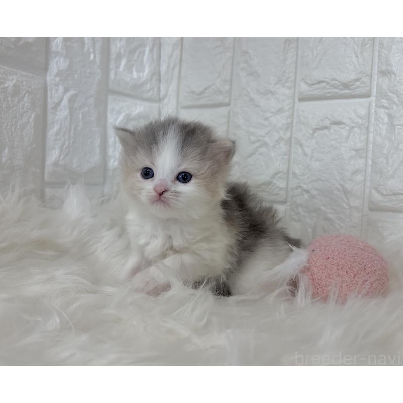 販売中の福岡県のマンチカン-135650の3枚目