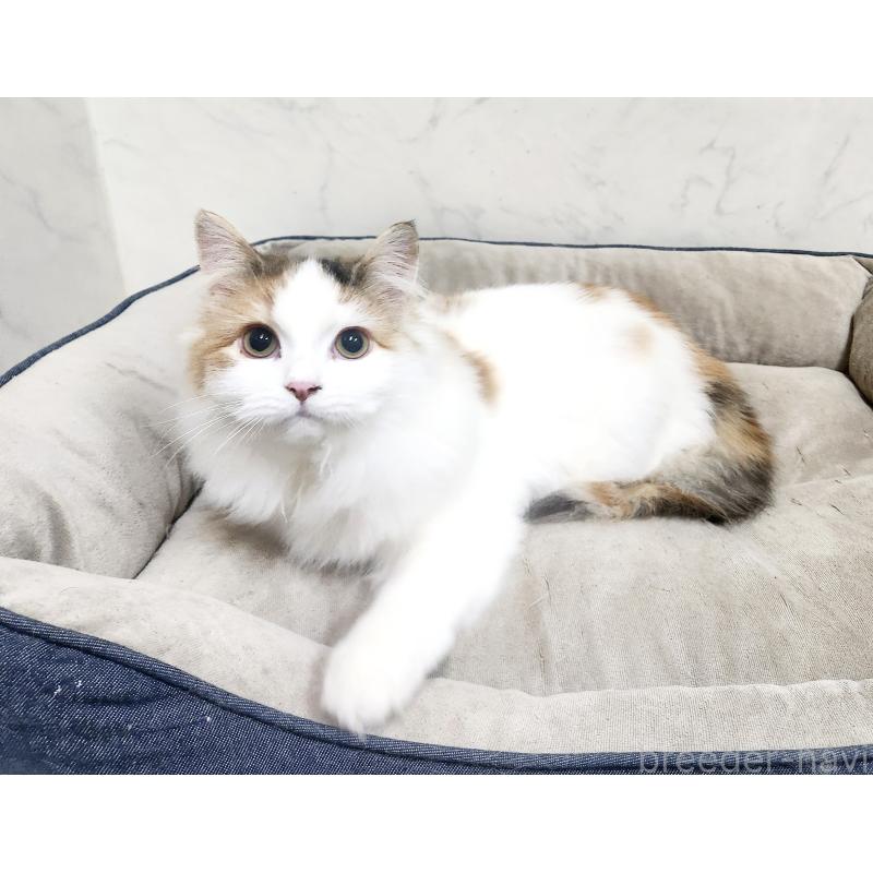 販売中の北海道のノルウェージャンフォレストキャット-135652の8枚目