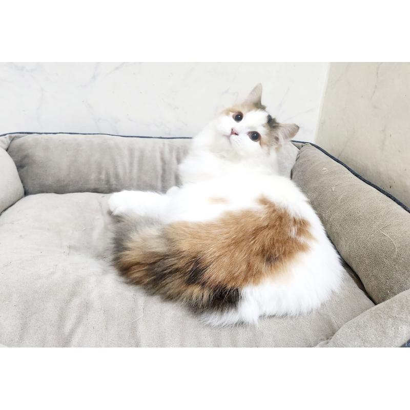 販売中の北海道のノルウェージャンフォレストキャット-135652の7枚目