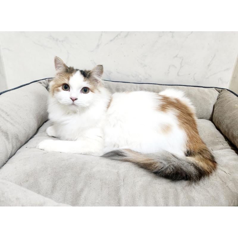 販売中の北海道のノルウェージャンフォレストキャット-135652の6枚目