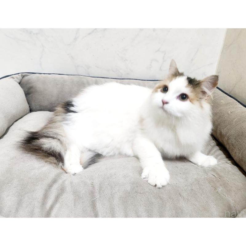 販売中の北海道のノルウェージャンフォレストキャット-135652の5枚目