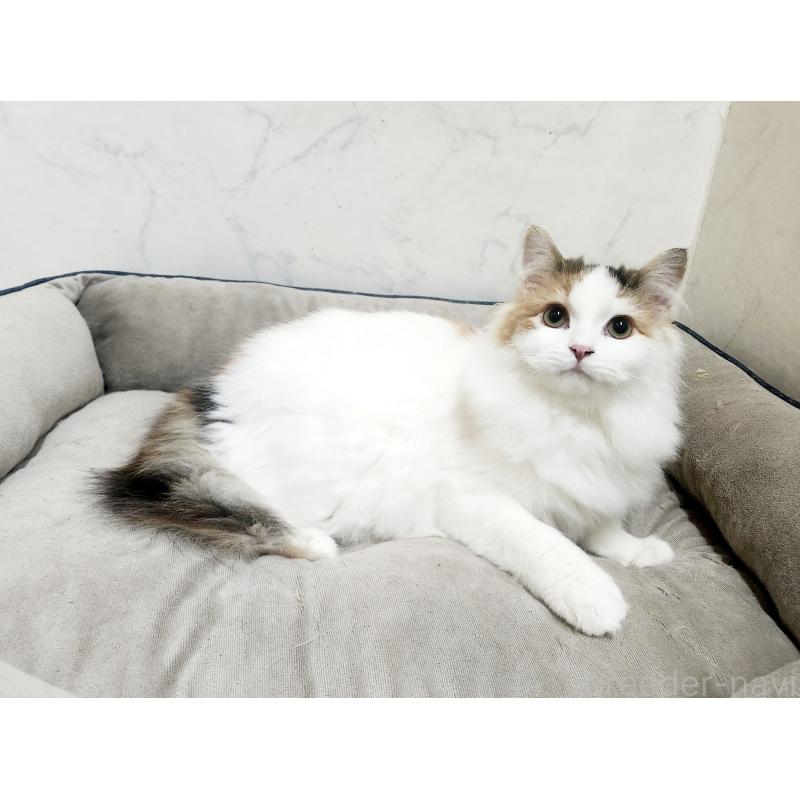 販売中の北海道のノルウェージャンフォレストキャット-135652の4枚目