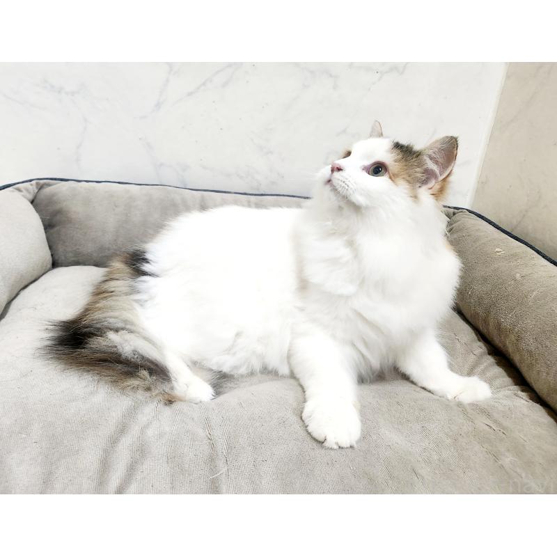 販売中の北海道のノルウェージャンフォレストキャット-135652の2枚目