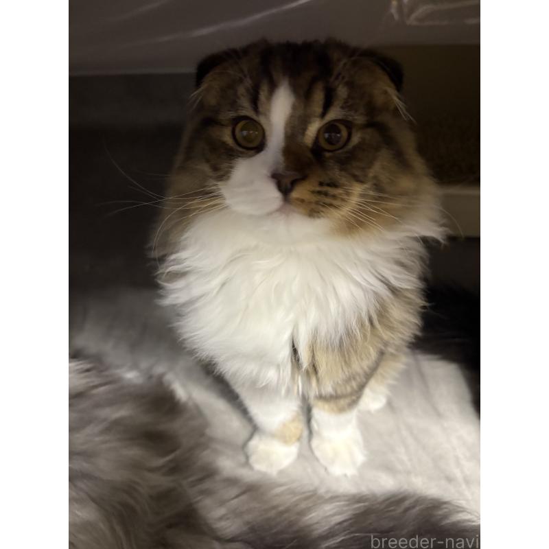 販売中の宮城県のスコティッシュフォールド-129852の2枚目