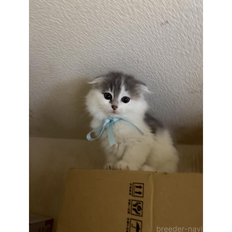 販売中の神奈川県のスコティッシュフォールド(折れ耳)-134202の11枚目