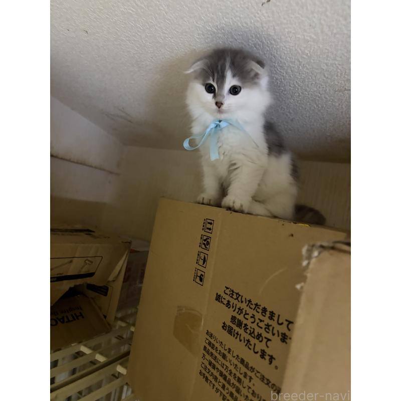販売中の神奈川県のスコティッシュフォールド(折れ耳)-134202の10枚目