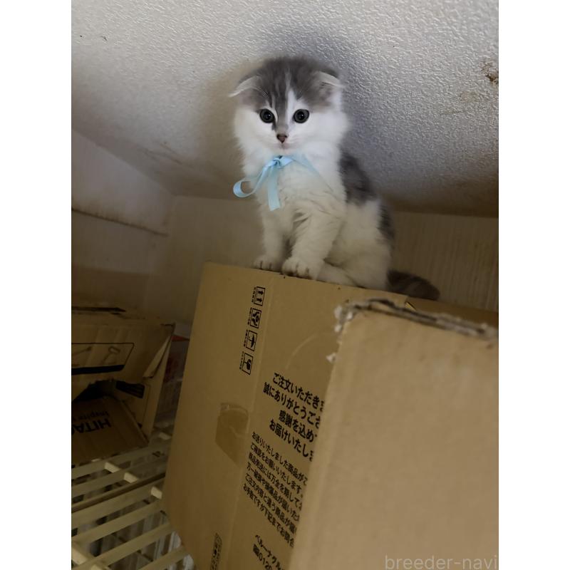 販売中の神奈川県のスコティッシュフォールド(折れ耳)-134202の9枚目