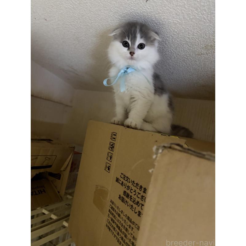 販売中の神奈川県のスコティッシュフォールド(折れ耳)-134202の8枚目
