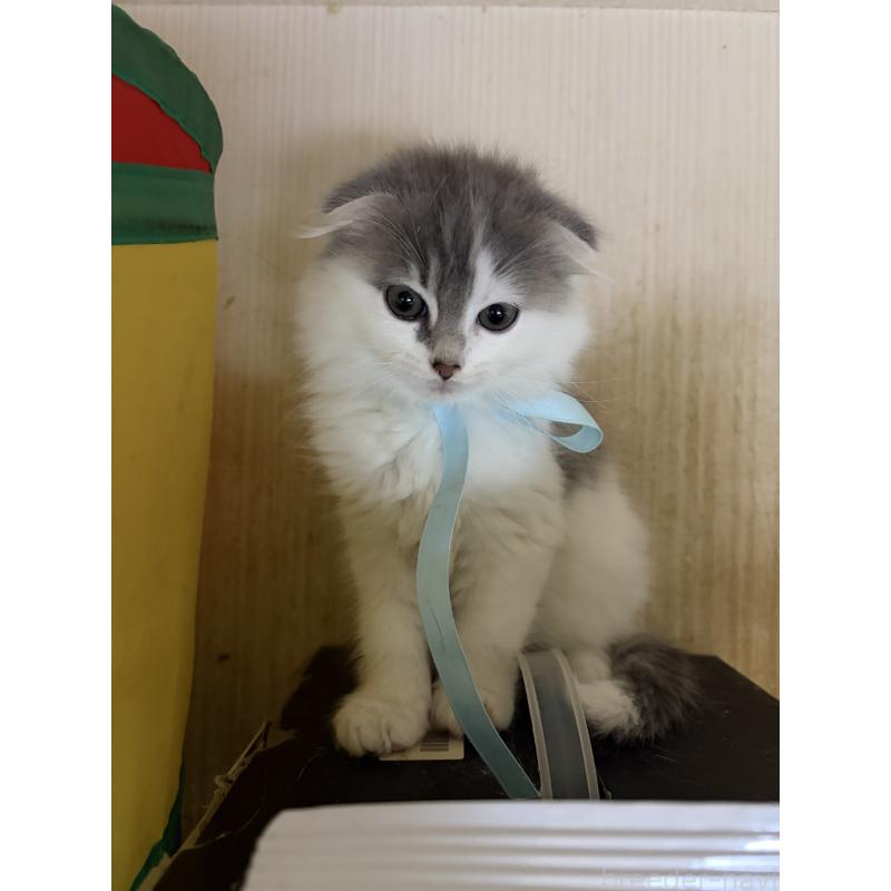 販売中の神奈川県のスコティッシュフォールド(折れ耳)-134202の6枚目