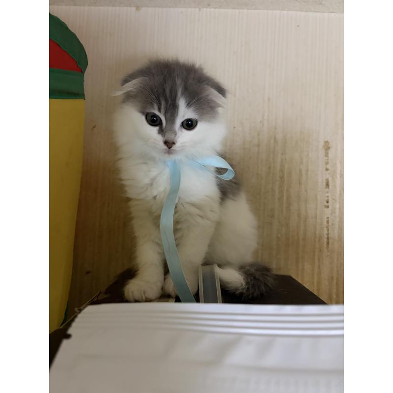 販売中の神奈川県のスコティッシュフォールド(折れ耳)-134202の5枚目