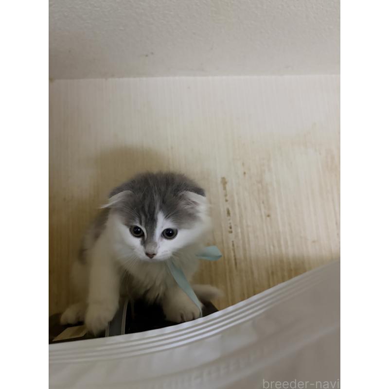 販売中の神奈川県のスコティッシュフォールド(折れ耳)-134202の4枚目