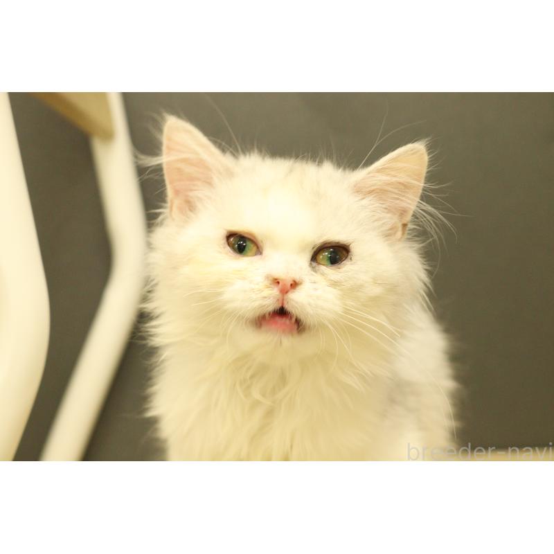 販売中の東京都のミヌエット-135552の3枚目