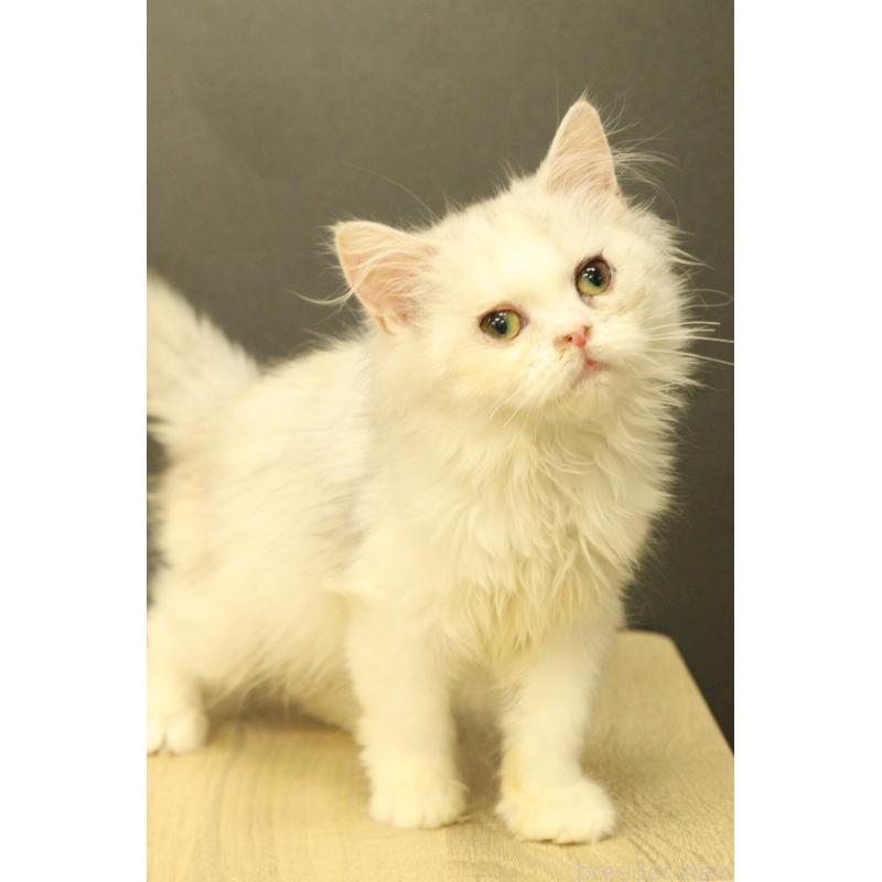 販売中の東京都のミヌエット-135552の2枚目