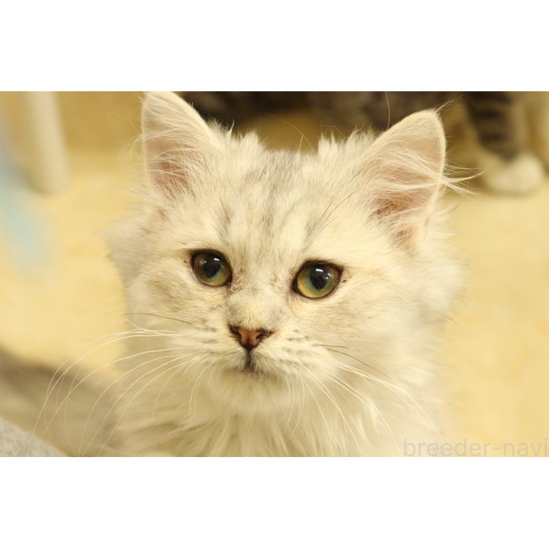 販売中の東京都のミヌエット-135553の3枚目