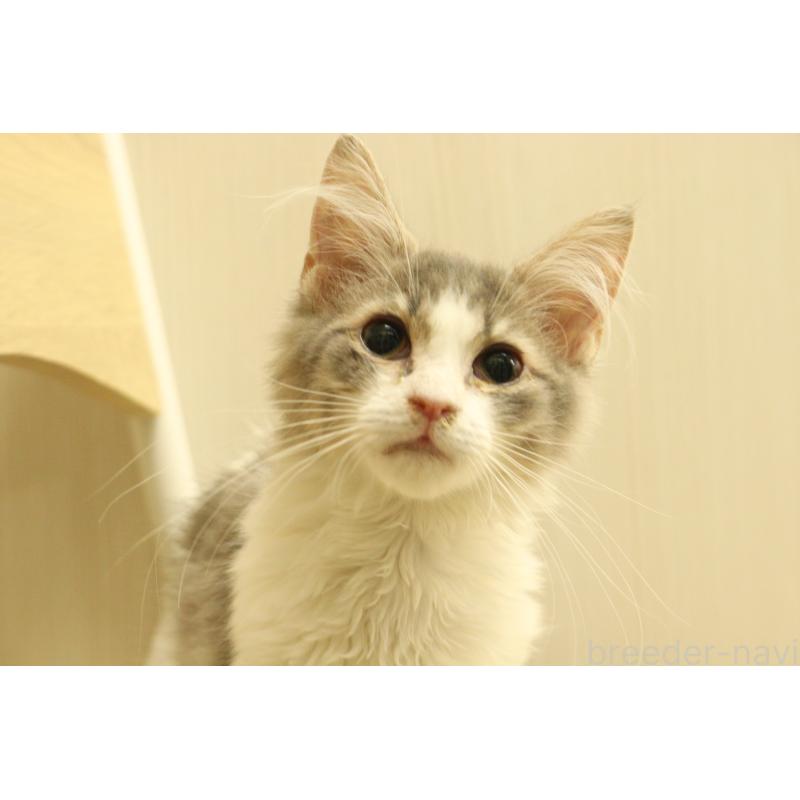 販売中の東京都のサイベリアン-135554の2枚目