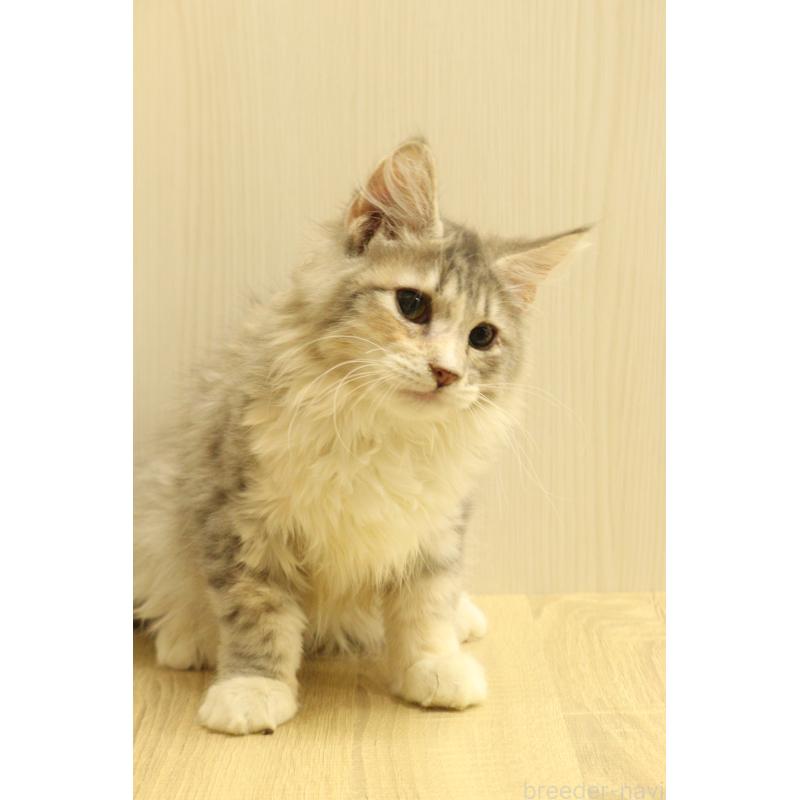 販売中の東京都のサイベリアン-135555の3枚目