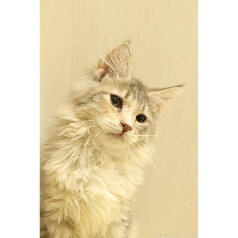 販売中の東京都のサイベリアン-135555の2枚目