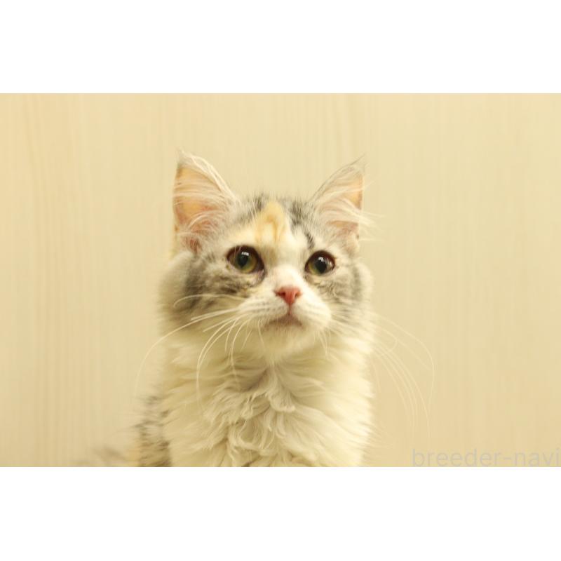 販売中の東京都のサイベリアン-135556の2枚目