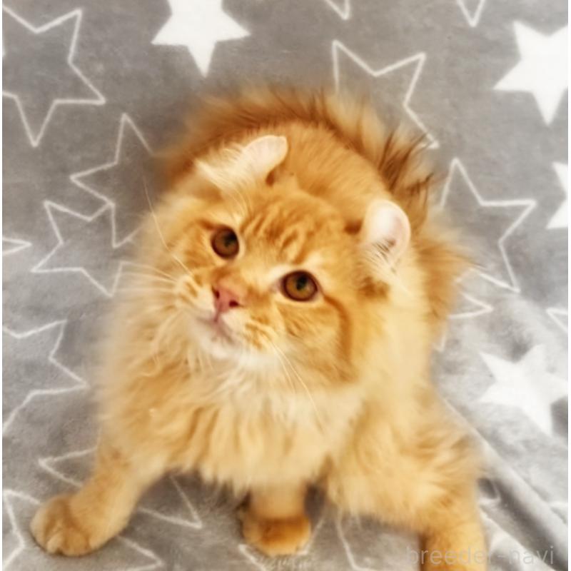 販売中の埼玉県のアメリカンカール-135653の10枚目