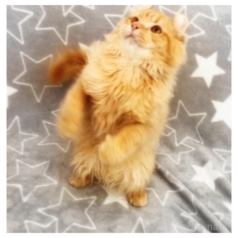 販売中の埼玉県のアメリカンカール-135653の9枚目