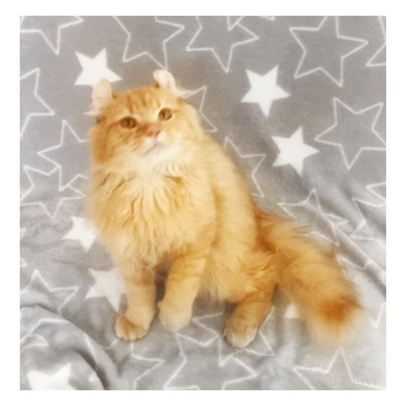 販売中の埼玉県のアメリカンカール-135653の8枚目