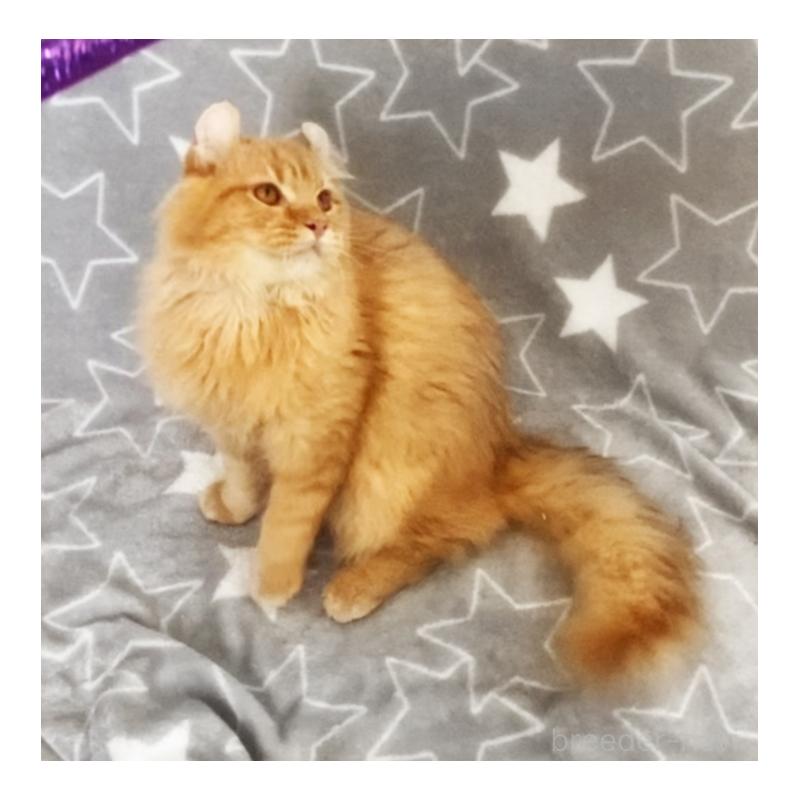 販売中の埼玉県のアメリカンカール-135653の7枚目