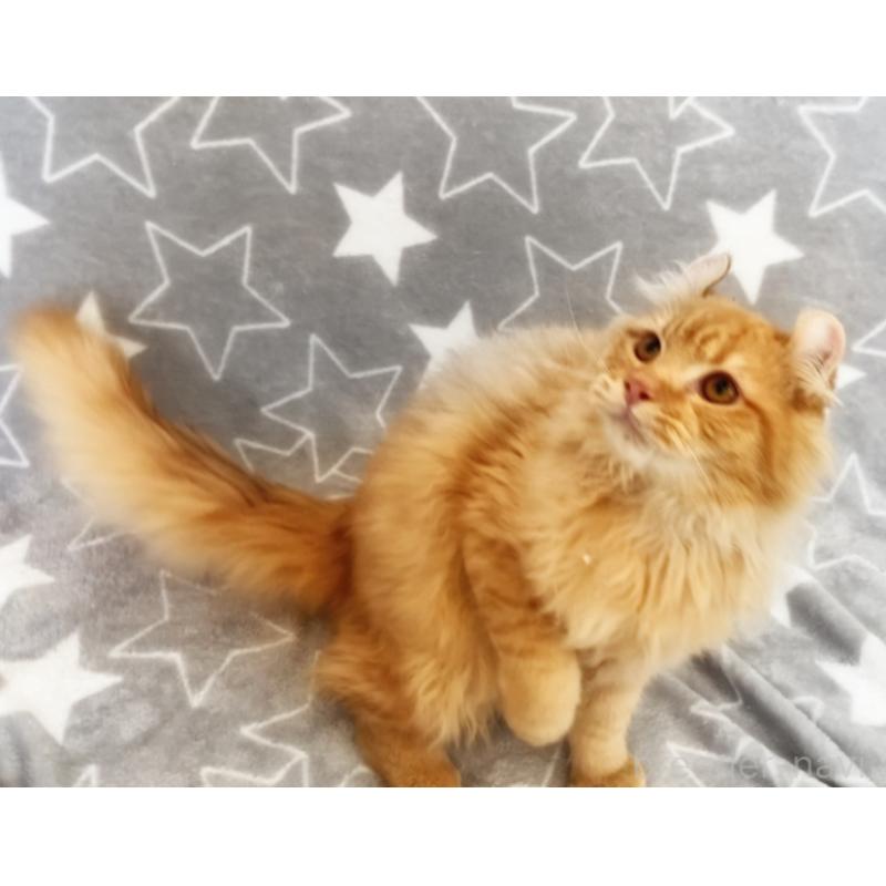 販売中の埼玉県のアメリカンカール-135653の6枚目