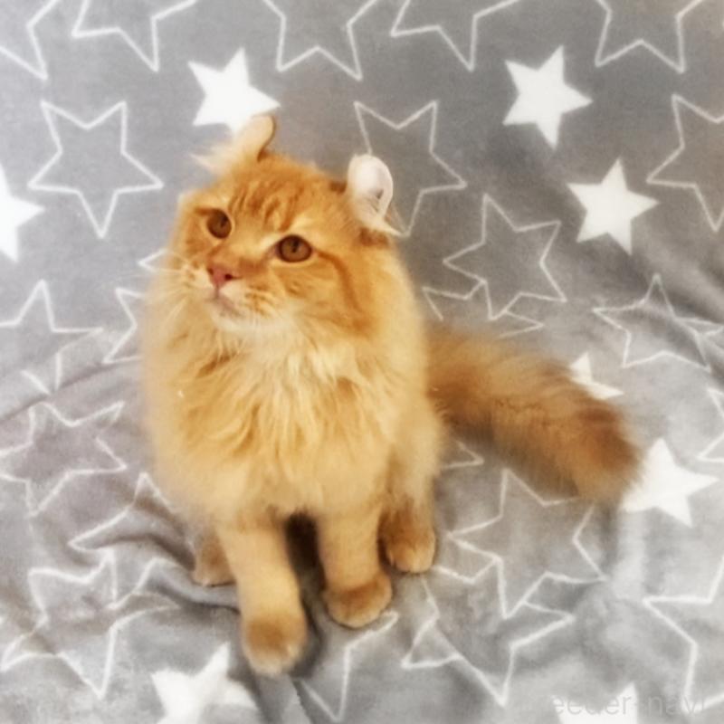 販売中の埼玉県のアメリカンカール-135653の5枚目