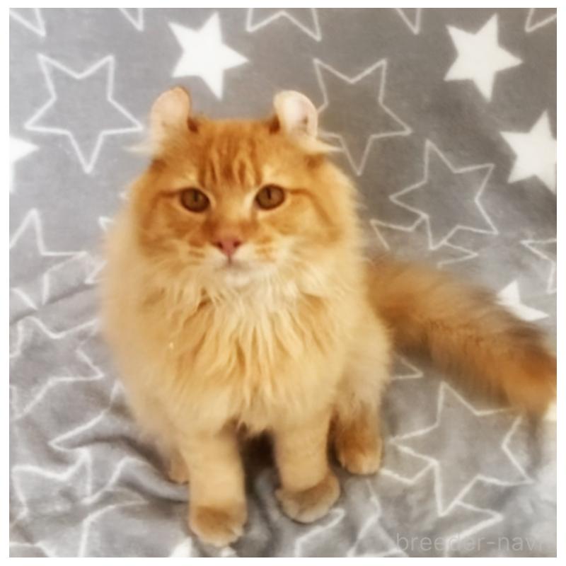 販売中の埼玉県のアメリカンカール-135653の4枚目