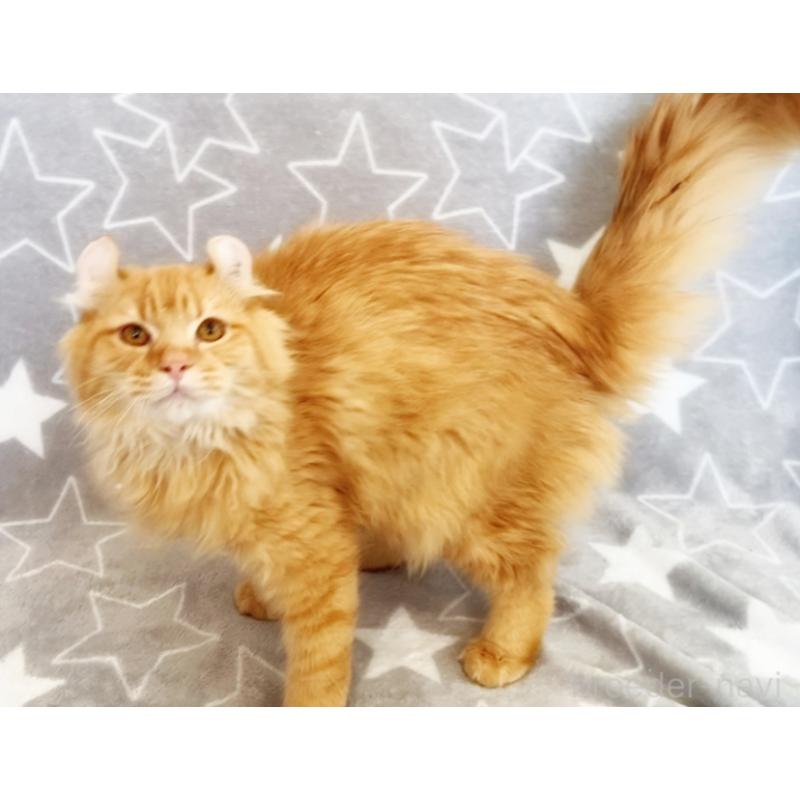 販売中の埼玉県のアメリカンカール-135653の3枚目