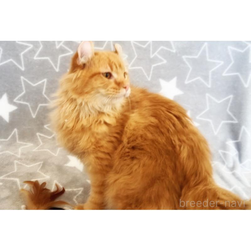 販売中の埼玉県のアメリカンカール-135653の2枚目