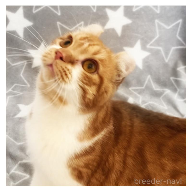 販売中の埼玉県のアメリカンカール-135654の11枚目