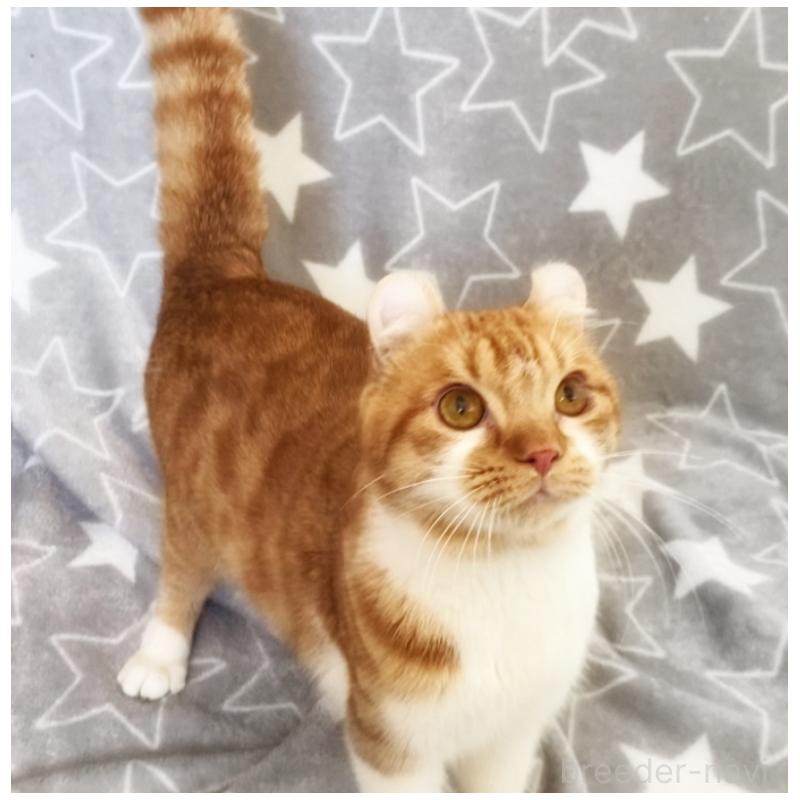 販売中の埼玉県のアメリカンカール-135654の9枚目