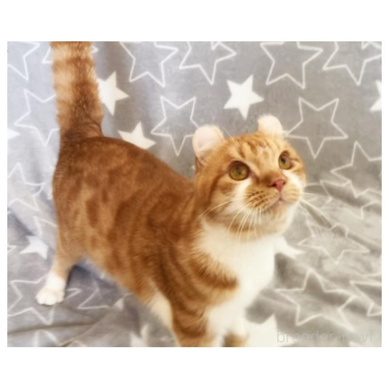 販売中の埼玉県のアメリカンカール-135654の8枚目