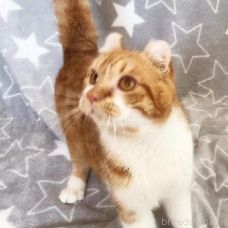 販売中の埼玉県のアメリカンカール-135654の7枚目