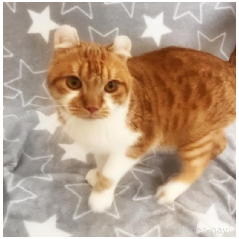 販売中の埼玉県のアメリカンカール-135654の6枚目