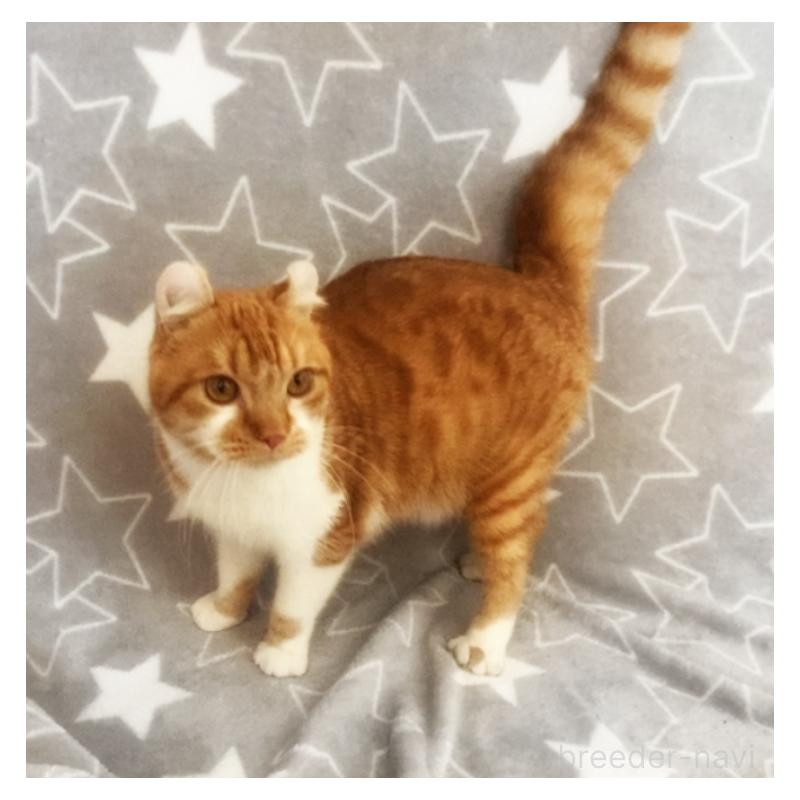 販売中の埼玉県のアメリカンカール-135654の5枚目